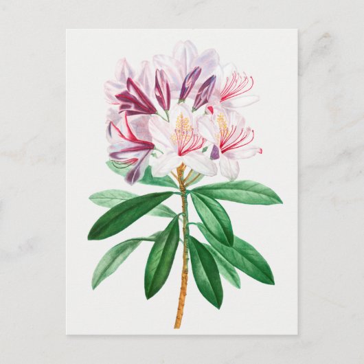Vintage botanische Illustration Postkarte (Vorderseite)