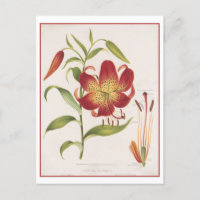Vintage botanische Illustration Rote Lily Postkart
