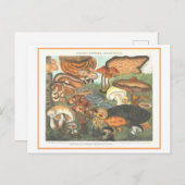 Vintage botanische Illustration "Suspect Mushrooms Postkarte (Vorne/Hinten)