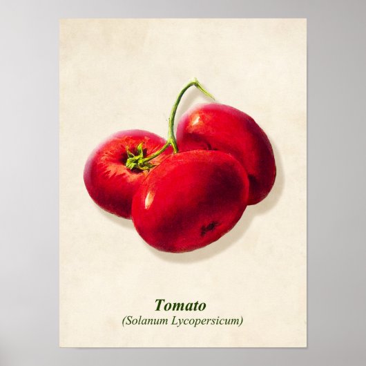 Vintage botanische Illustration, Tomaten Poster (Vorne)