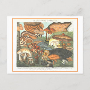 Vintage botanische Illustration "Verdächtige Pilze Postkarte