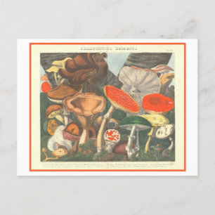 Vintage botanische Illustration "Verdächtige Pilze Postkarte