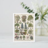 Vintage botanische Illustration von Bäumen Postkarte (Stehend Vorderseite)