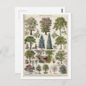 Vintage botanische Illustration von Bäumen Postkarte (Vorne/Hinten)