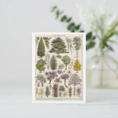 Vintage botanische Illustration von Bäumen Postkarte (Stehend Vorderseite)