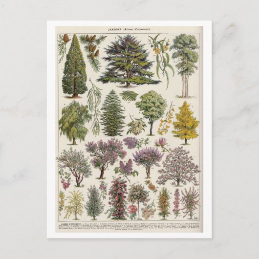 Vintage botanische Illustration von Bäumen Postkarte (Vorderseite)