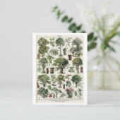 Vintage botanische Illustration von Bäumen Postkarte (Stehend Vorderseite)