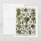 Vintage botanische Illustration von Bäumen Postkarte (Vorne/Hinten)