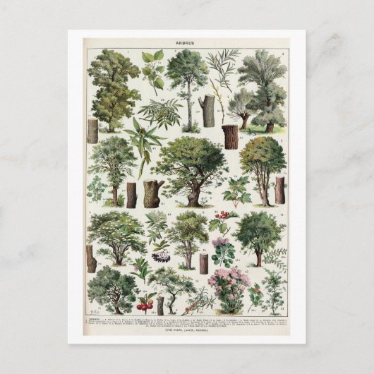 Vintage botanische Illustration von Bäumen Postkarte (Vorderseite)