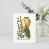 Vintage botanische Illustration von Zuckerrüben Postkarte (Stehend Vorderseite)