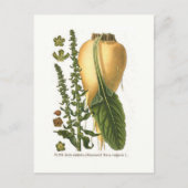 Vintage botanische Illustration von Zuckerrüben Postkarte (Vorderseite)