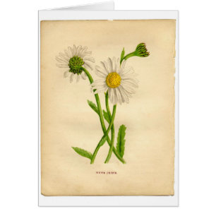 Vintage botanische Illustrationen