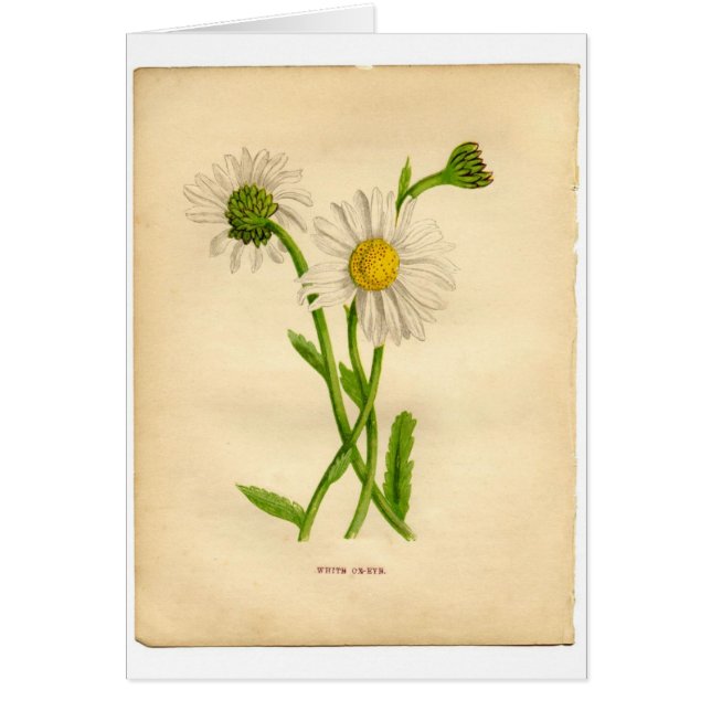 Vintage botanische Illustrationen (Vorne)
