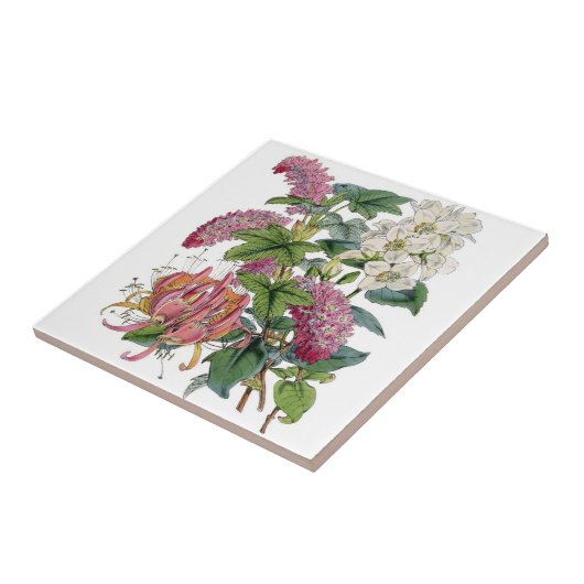 Vintage botanische Illustrationen Fliese (Seite)