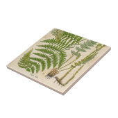 Vintage botanische Illustrationen Fliese (Seite)