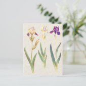 Vintage botanische Iris-Illustration Postkarte (Stehend Vorderseite)