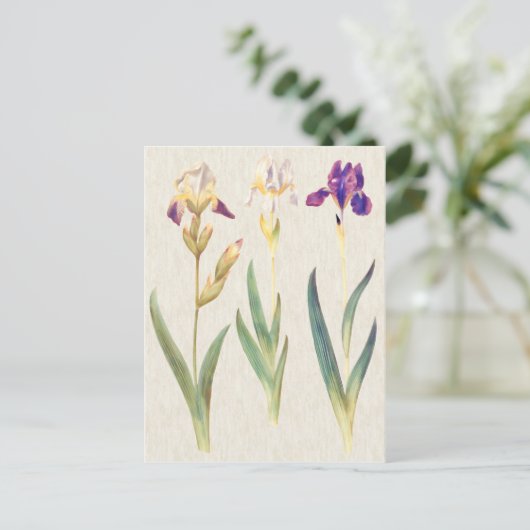 Vintage botanische Iris-Illustration Postkarte (Stehend Vorderseite)
