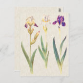 Vintage botanische Iris-Illustration Postkarte (Vorne/Hinten)