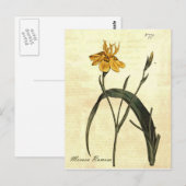 Vintage botanische Iris-Illustration Postkarte (Vorne/Hinten)