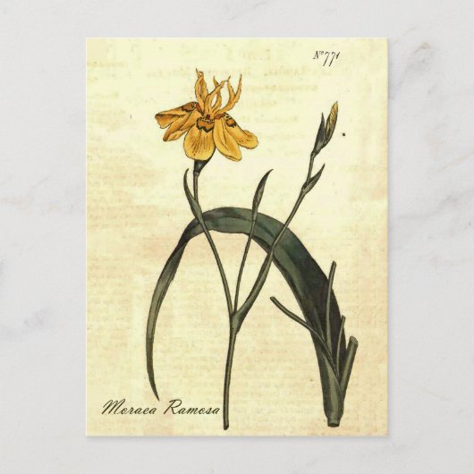 Vintage botanische Iris-Illustration Postkarte (Vorderseite)