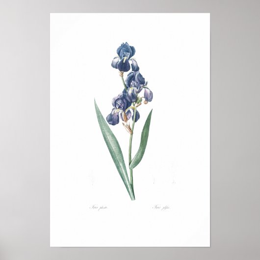 VINTAGE BOTANISCHE "IRIS" REDOUTÉ POSTER (Vorne)