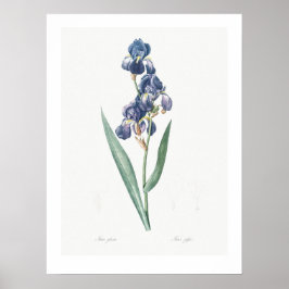 VINTAGE BOTANISCHE "IRIS" REDOUTÉ POSTER