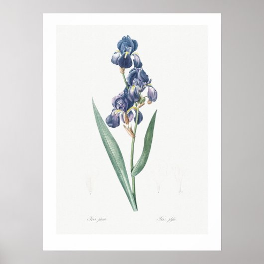 VINTAGE BOTANISCHE "IRIS" REDOUTÉ POSTER (Vorne)