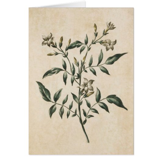Vintage botanische JasminIllustration (Vorne)