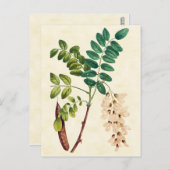 Vintage botanische Johannisbrotbaumdarstellung Postkarte (Vorne/Hinten)