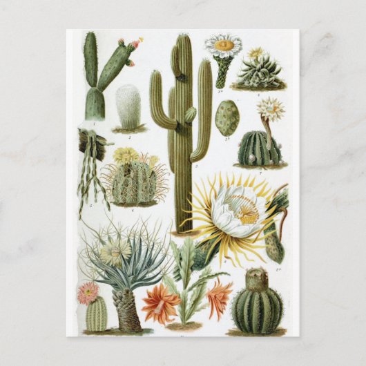 Vintage botanische Kaktus-Illustration Postkarte (Vorderseite)