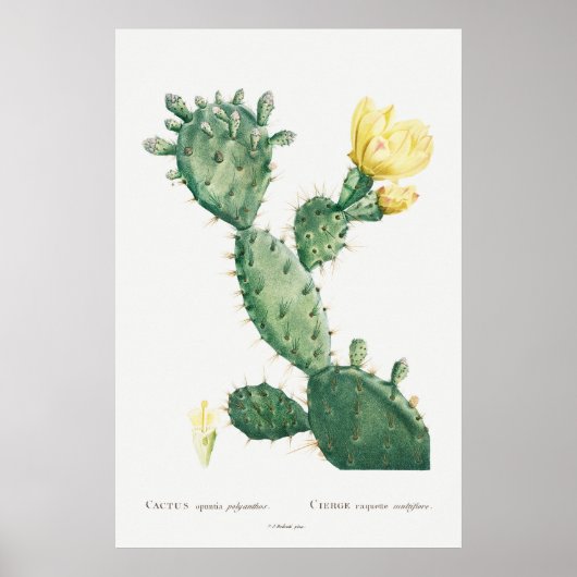 Vintage botanische Kaktus-Illustration, Retro Poster (Vorne)