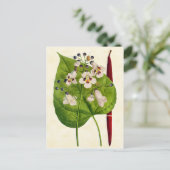 Vintage botanische Katalpa-Tree-Illustration Postkarte (Stehend Vorderseite)