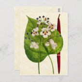 Vintage botanische Katalpa-Tree-Illustration Postkarte (Vorne/Hinten)