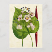 Vintage botanische Katalpa-Tree-Illustration Postkarte (Vorderseite)