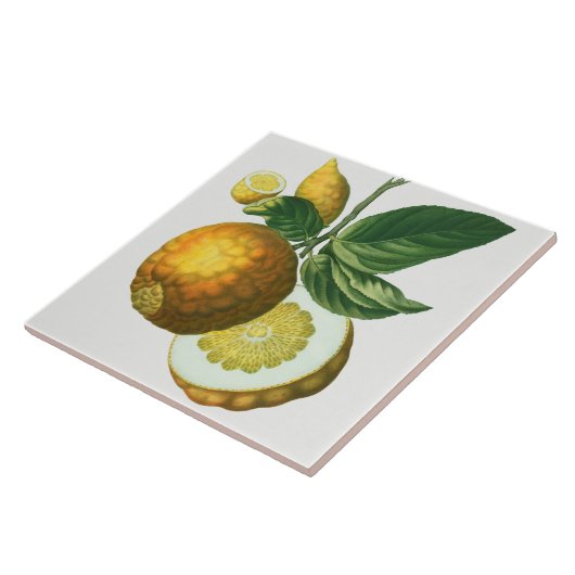 Vintage botanische Keramik Fliese (Seite)