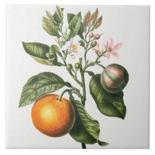 Vintage botanische Keramik Fliese