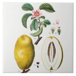 Vintage botanische Keramik Fliese