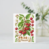 Vintage botanische Kirsch-Illustration Postkarte (Stehend Vorderseite)