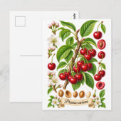Vintage botanische Kirsch-Illustration Postkarte (Vorne/Hinten)