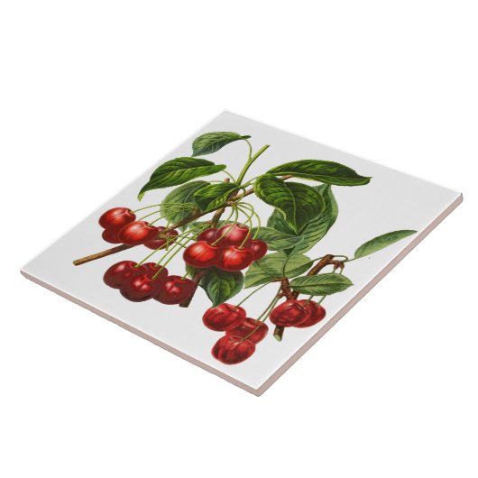 Vintage Botanische Kirschen Fliese (Seite)