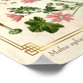 Vintage botanische Kräuterrosa Blume Poster (Ecke)