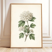 Vintage Botanische Kunst Druckgalerie Wanddekorati