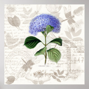 Vintage botanische Kunst druckt HeirloomHydrangea Poster