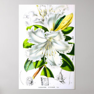 Vintage botanische Kunst Poster