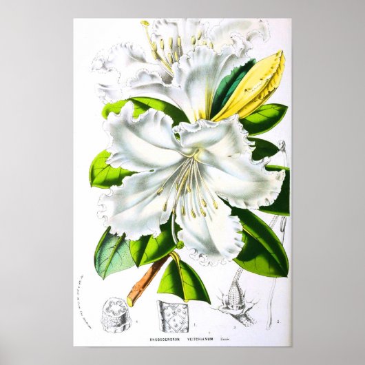 Vintage botanische Kunst Poster (Vorne)