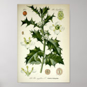 Vintage botanische Kunst Poster (Vorne)