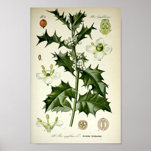 Vintage botanische Kunst Poster (Vorne)