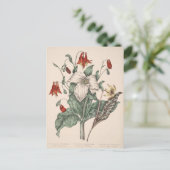 Vintage botanische Kunst Postkarte (Stehend Vorderseite)