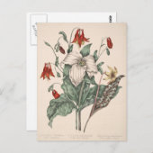 Vintage botanische Kunst Postkarte (Vorne/Hinten)