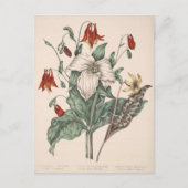 Vintage botanische Kunst Postkarte (Vorderseite)